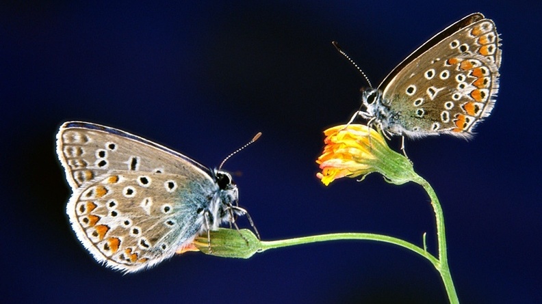 Spring Fling (moths)